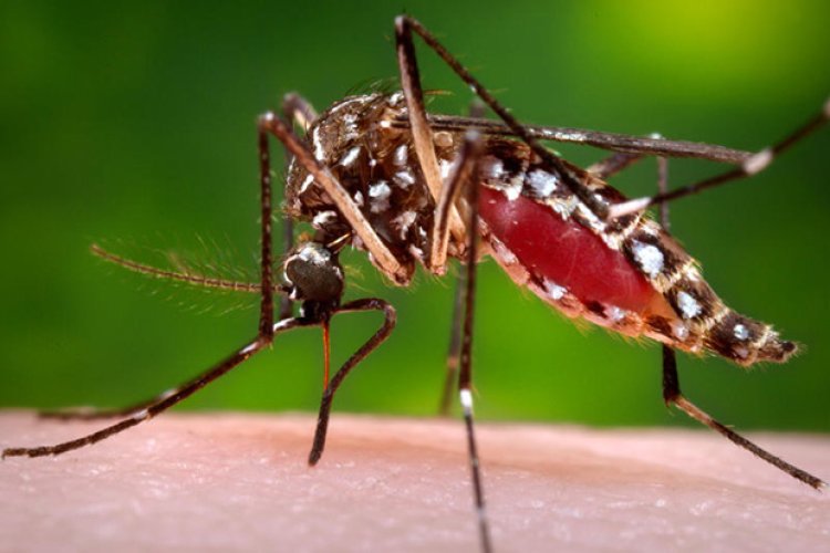 Delhi: ₹1,000 fine for mosquito breeding amid dengue threat after floods